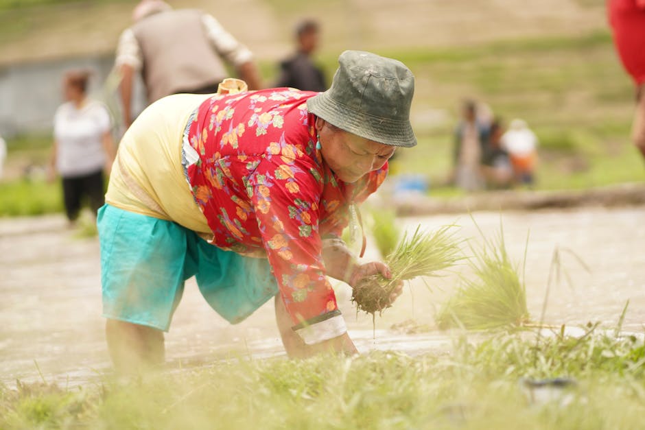 Local farmer participates in a rice planting day in Bagmati Province, Nepal.